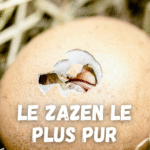 Kusens de Maître Kosen zazen debutant purete premiere pratique maitre deshimaru